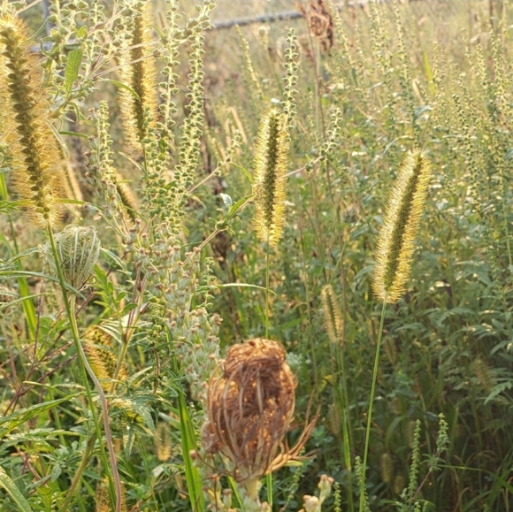 🌟SEE NEW LISTING🌟HP!🌾Limited Edition☆Dansko Honey Clogs☆Floral Embossed☆EU39- - Picture 2 of 16